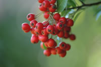 Kaliumsorbat in Vogelbeeren